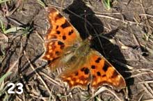 butterfly